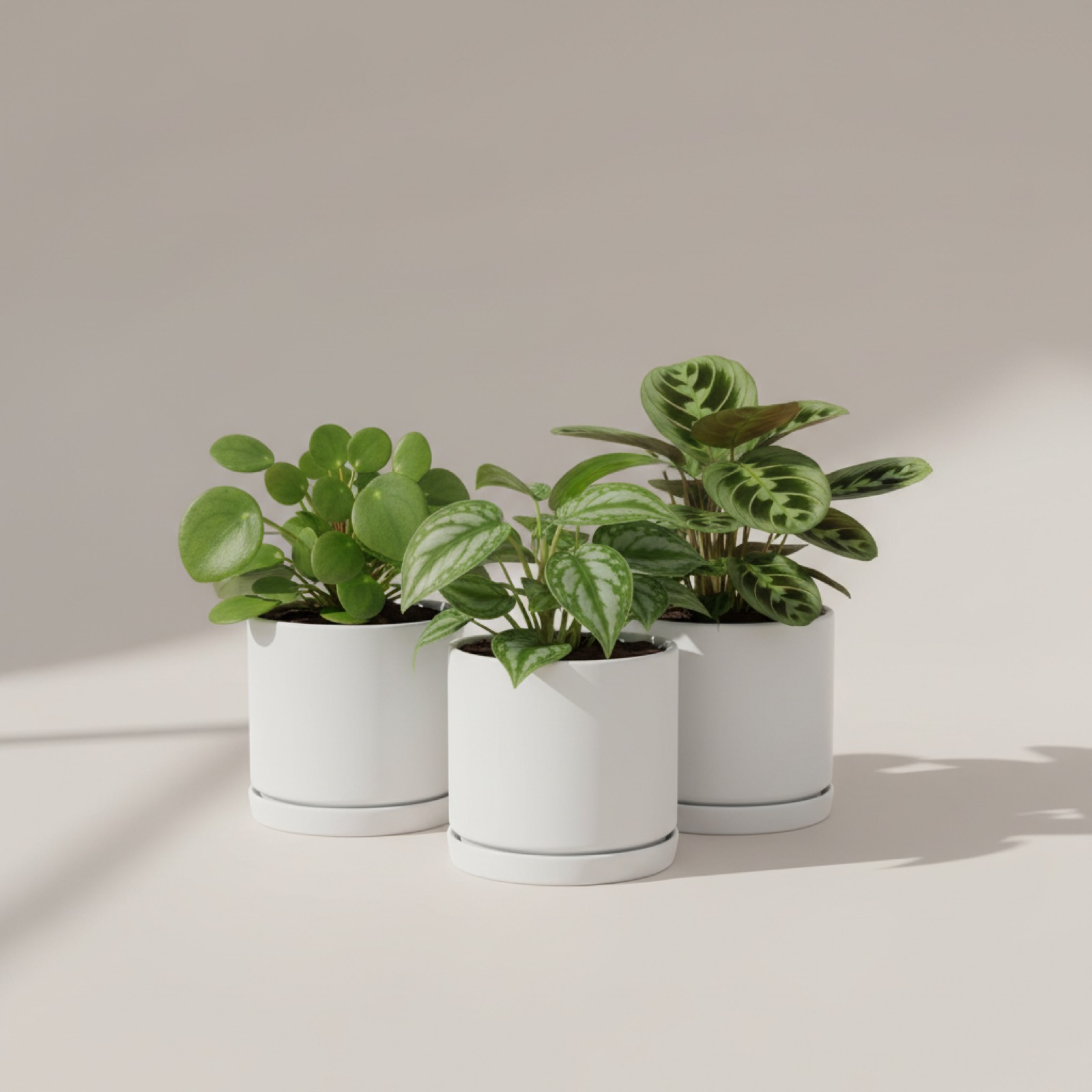 Coffret « Coin jungle »