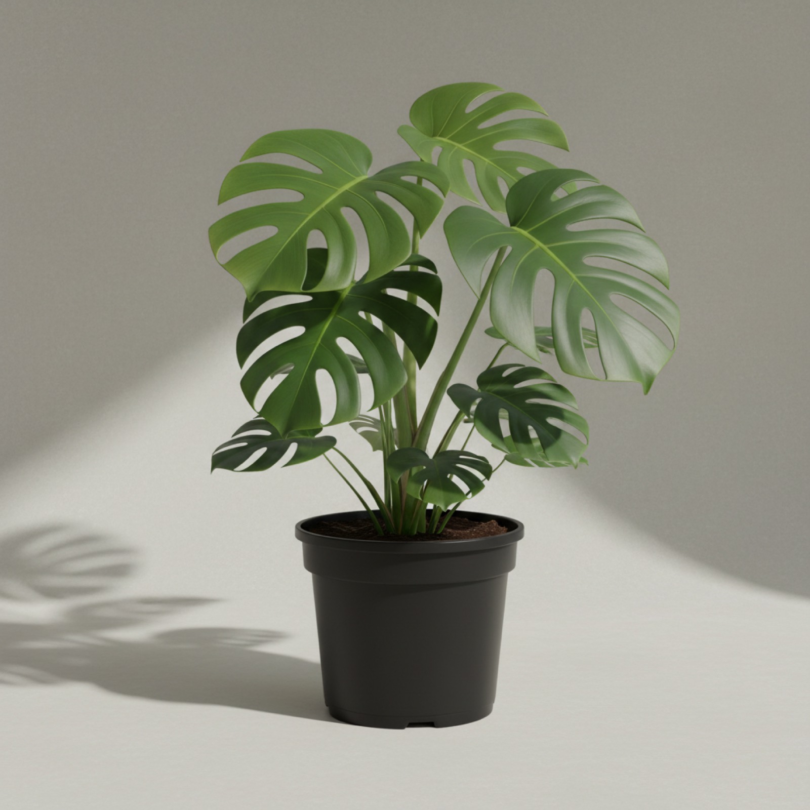 Monstera Deliciosa