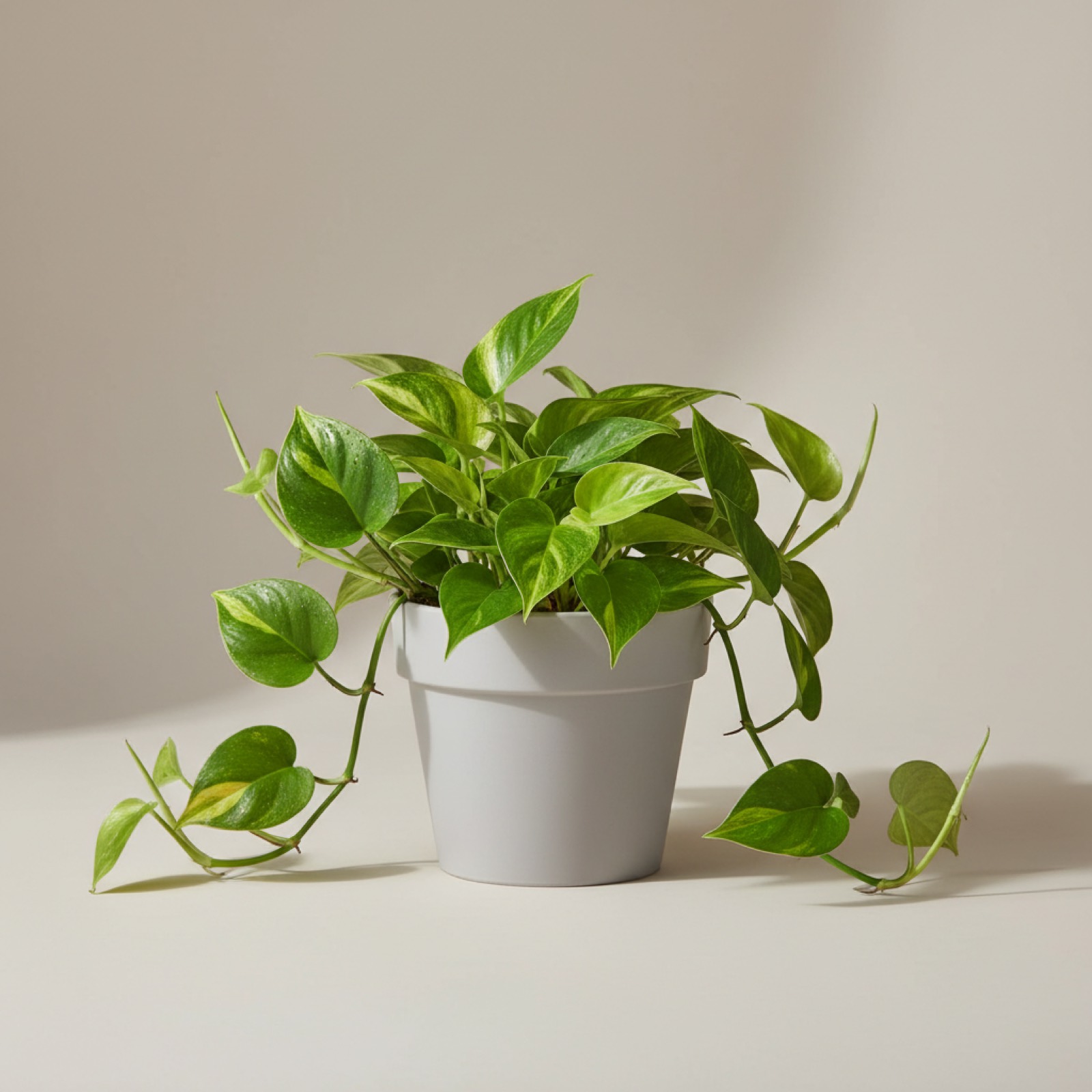 Philodendron Brasil