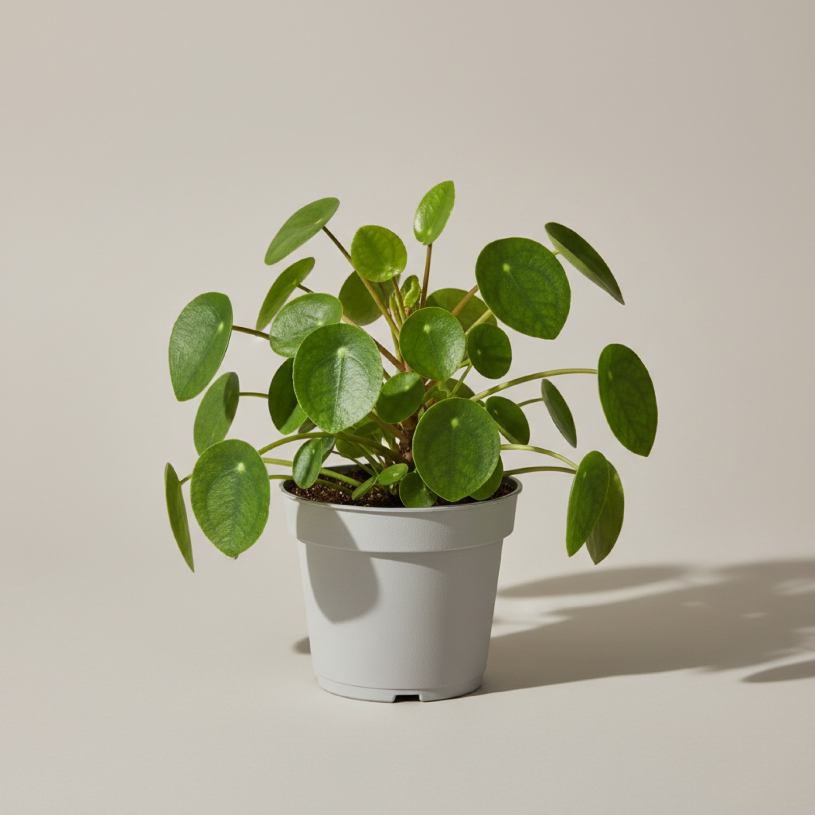 Piléa — plante à monnaie