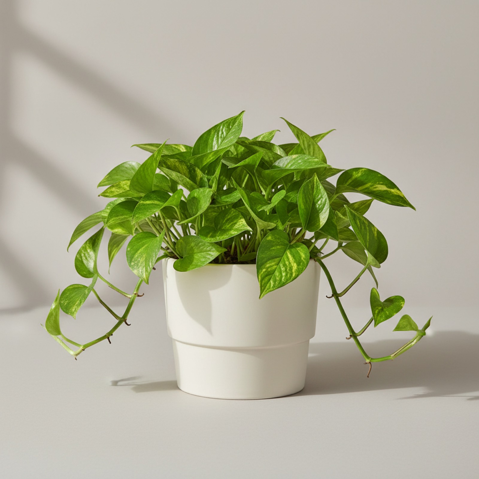 Pothos doré