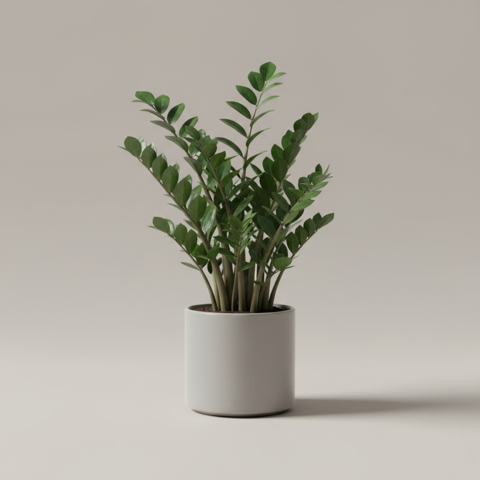 Plante ZZ